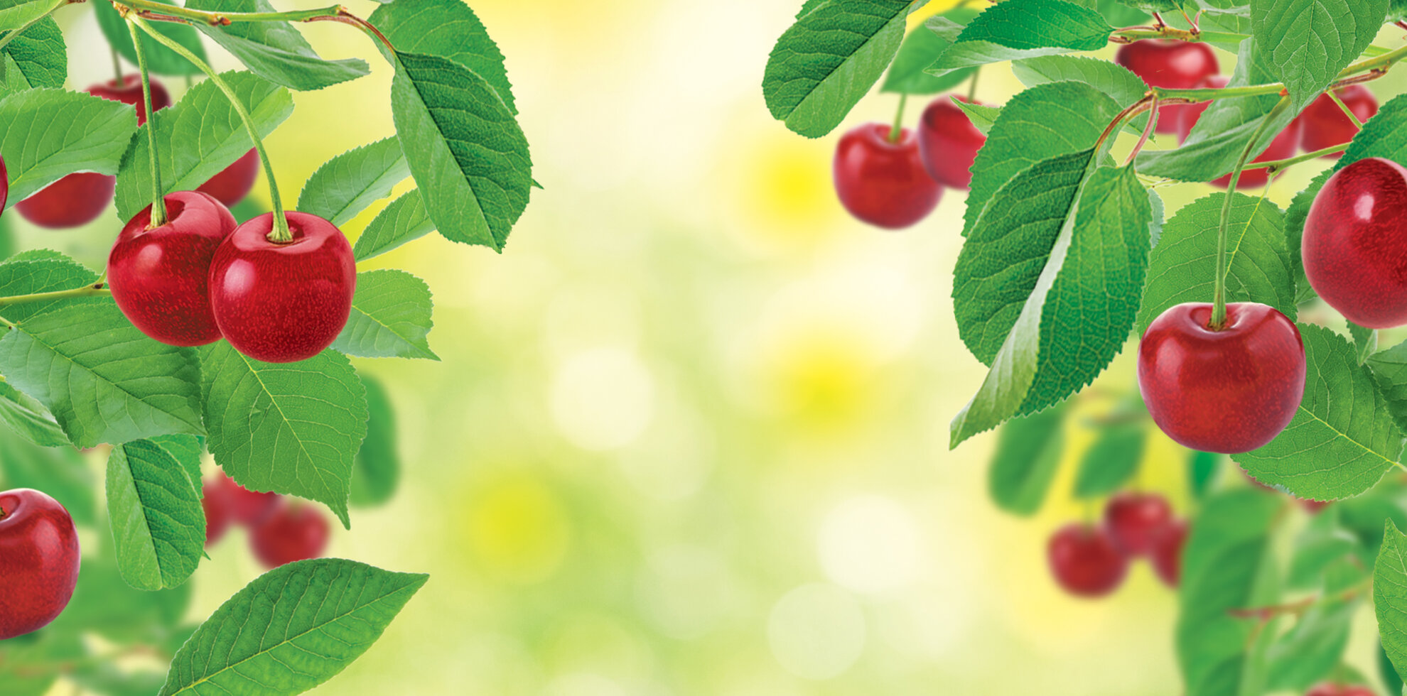 ARBRE MAGIQUE Cerise