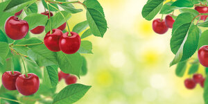 ARBRE MAGIQUE Cerise